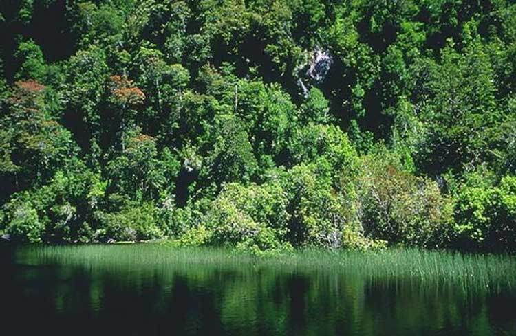 پارک جنگلی والدیویان